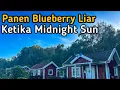 Download Lagu Akhirnya Panen Blueberry Liar di Negara Tanpa Malam Ketika Fenomena Midnight Sun #vlog #swedia #buah