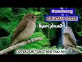 Suara Burung Sikatan Bubik.!! Super Jernih. Cocok Sekali Untuk PANCINGAN.