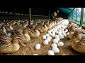Download Lagu How to raise ducks effectively in rural areas \u0026 business - Farmer's life - Poultry business