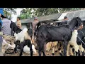 Download Lagu 1.200 !! Babon Anak Jantan Satu Ekor Harga Murah Meriah !! Pasar Kambing Kerek