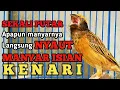Lagu MANYAR GACOR NGEROL KENARIAN SANGAT AMPUH BUAT MASTERAN DAN PANCINGAN SEMUA JENIS BURUNG MANYAR