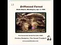 Driftwood Forest