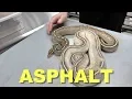 Featured Morph Asphalt Ball Python Gene