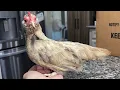 Download Lagu MY NEW MINI KIKIRIKI CHICKENS 🥹🐓
