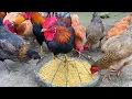 Fermented Banana Stem Feed for Chickens Corn Meal vs Water Method