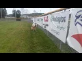Saint Bernard Great Dane meet for some quarantine fun