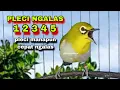 Lagu Suara Pleci Ngalas 12345,Cocok Untuk Pancingan Pleci Bustomi Bahan Biar Gacor