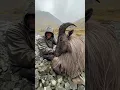 Download Lagu New Zealand tahr.  #southisland #tahr