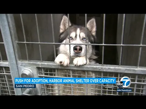 Download MP3 Officials plead for help with overcrowded LA animal shelters