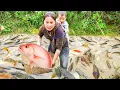 Download Lagu Catching Giant Carp and Tilapia by Hand in the Mud, Bring them to the Market Sell with Single Mom