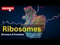 Ribosomes Structure Function Cell Biology Biology