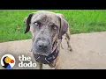 Terrified Rescue Dog Learns The Meaning Of Love | The Dodo