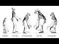 Debunking the Myth Humans Didn t Evolve Directly From Apes