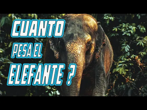 Download MP3 CUANTO PESA EL ELEFANTE ?