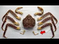 Why the King Crab is Not a Crab - King Crab Dissection