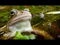 Download Lagu Secret Lives of Frogs in My Garden Pond 🐸| Discover Wildlife | Robert E Fuller