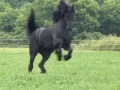Download Lagu FPS Approved Friesian Stallion Sipke 450