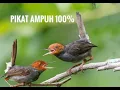 Download Lagu Suara pikat burung prenjak kepala merah 100% ampuh ,durasi panjang dan suara jernih