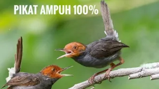 suara pikat burung prenjak kepala merah 100 ampuh durasi panjang dan suara jernih
