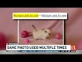 13 Investigates Online pet scams