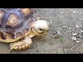 Download Lagu Tortoise Squeaking