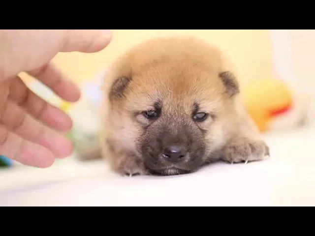 動画