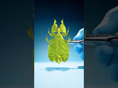 This Insect Is Born Pregnant
