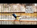 Download Lagu Pancingan paling cepat di respon SOGON gacor nembak sekali pancing nyaut