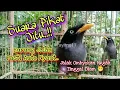 Download Lagu SUARA PIKAT JITU..‼️ BURUNG JALAK MANAPUN IKUT NYAUT