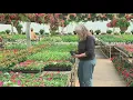 Is it too early to start planting Here s what Ohioans should know if they plan on gardening