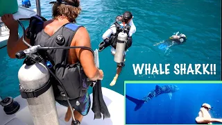 SEARCHING for BULL SHARKS in PANAMA + swimming with whale shark! Episode 171