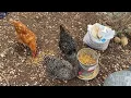 Chicken Feed Review Kalmbach Henhouse Reserve