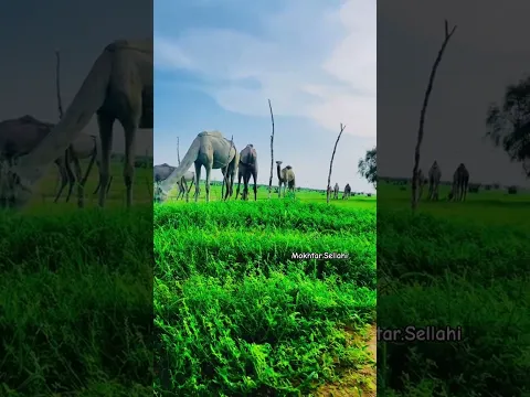 كرمي منت آبه تبدع