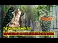 Download Lagu Masteran Pelatuk Sampit Gacor atau Pelatuk beras SPEED RAPET + Gemericik Air JERNIH