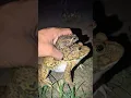 Catch Bullfrog and Toad funny fly to so LOL Frog make you laugh Animal for fun Funny Frog