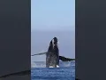 Download Lagu The name of this #whale is angel wings #wildlife #drone #funny #wildlife #wildlifephotography #tail