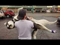 Huskies are the Queens of All Drama Funny Animals s 2024