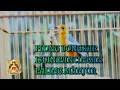 Download Lagu AM PLONG BONGKAR ISIAN PANCINGAN PALING MANJUR #pancingananismerah #anismerah #anismerahteler