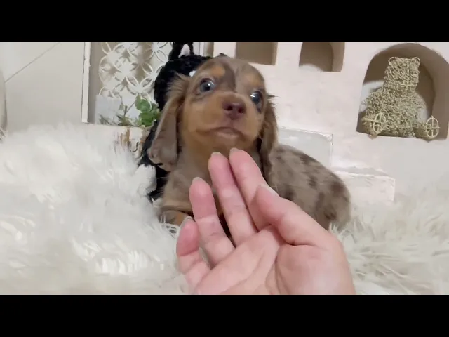 動画