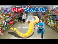 TAKING MY GIANT SNAKE TO PETSMART