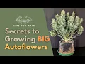 My Secrets for Growing BIG Autoflowering Cannabis Plants