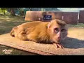 Download Lagu Every day Monkey Kaka just lies sadly on the chair, looking so pathetic. MP3