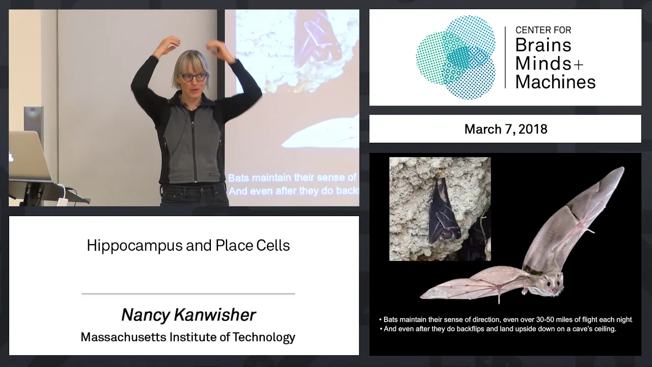 The Hippocampus and Place Cells: Neural Maps of Spatial Navigation