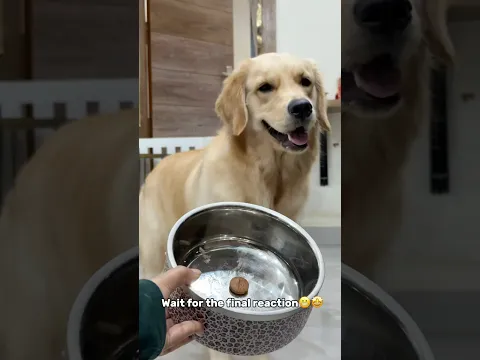 Dog parents will relate😂 #explore #petparents #funny #smartdog #reletable #chikusjoey #shorts