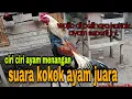 Download Lagu Suara kokok ayam juara