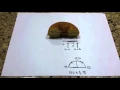 Parameterizing A Torus