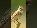 SKYLARK BIRD SINGING #bird #burungkicau #burung #masteran #birdsounds
