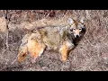 From Coyotes Eating Apples to Wolf-Sized Coyote My First Great Horned Owl Spring Wildlife 4K