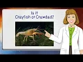 Animal Adaptation Is it Crayfish or Crawdad Science Trek