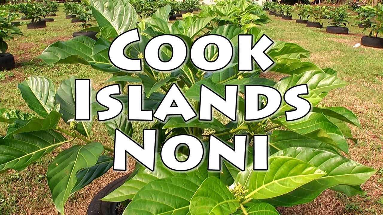 Cook Islands Noni